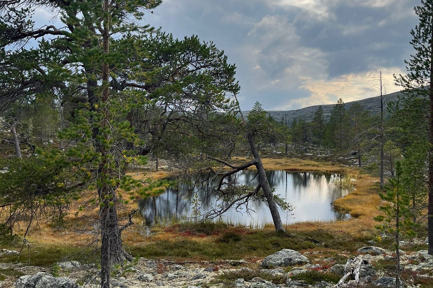 Loading Theresa Schindler ...