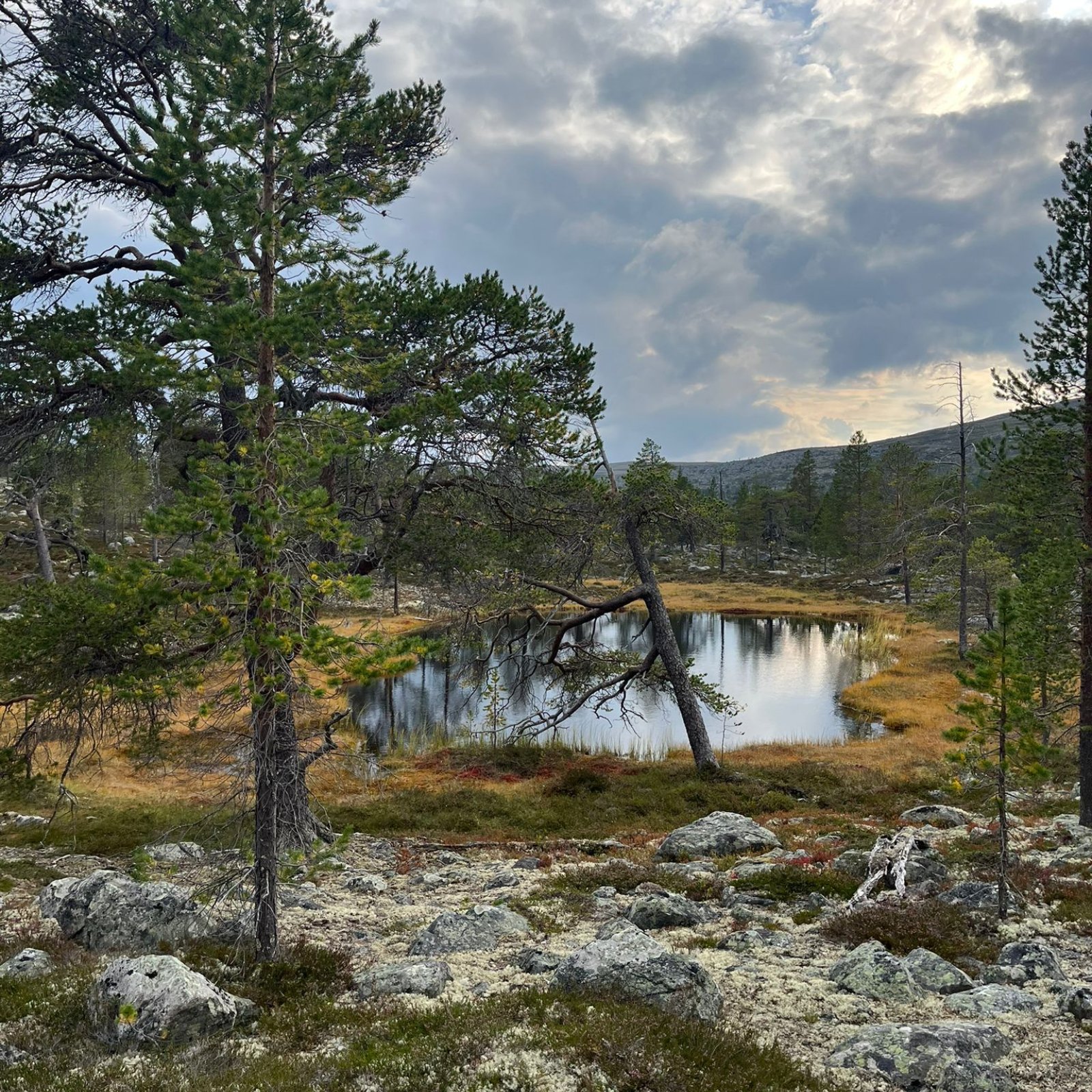 Loading Theresa Schindler ...